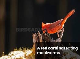 As the baby grows older, you can introduce it to things like mealworms and other items which it will find outdoors such as berries or seeds. What Do Cardinals Eat 10 Favorite Foods Birds Advice