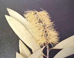 Image result for Melaleuca sp. A (Biegel 5741)