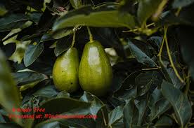 Our just fruits team selected numerous independent edible plants to put at 25% off to celebrate. Learn To Plant Grow Fruit Trees Edible Crops In Florida Windermere Sun For Healthier Happier More Sustainable Living