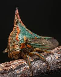 Image result for Macrotyloma africanum