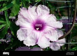 Image result for Ipomoea mauritiana