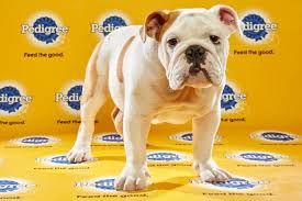 What Time Is The Puppy Bowl Puppy Bowls Puppies Fantasy Team