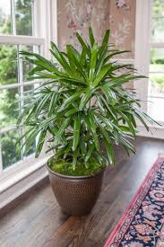 помогите определить комнатные цветы фото и названия и уход за ними Florida Grown Rhapis Palm In A Living Room Palm Plant Plants House Plants