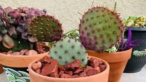Maybe you would like to learn more about one of these? Santa Rita Opuntia Cactus New Addition To My Succulents And Cacti Garden Youtube