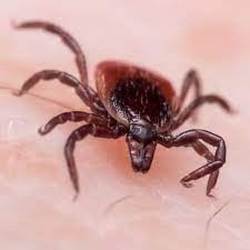 The following are average prices you can expect first, a professional inspects the home to ensure that the problem is truly fleas and not another pest. Flea Tick Control In Pa Nj De Green Pest Solutions