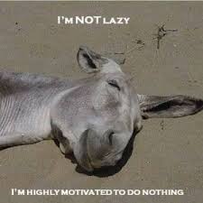 Funny Donkey Pictures With Captions Funny Donkey Pictures Funny Animals With Captions Funny Cartoon Pictures