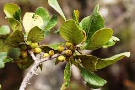 Image result for Elaeodendron matabelicum