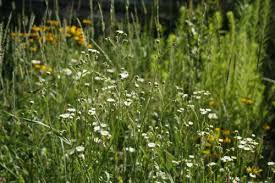 Image result for Oxyanthus strigosus