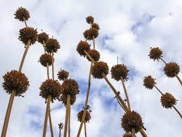 Image result for Leonotis nepetifolia