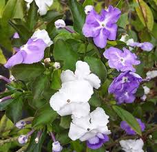 Image result for Brunfelsia pauciflora