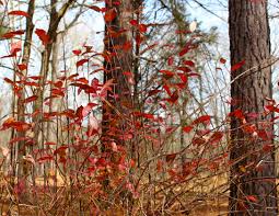 Maybe you would like to learn more about one of these? Virginia Sweetspire Piedmont Gardener