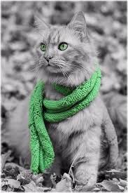 Pin By Consuelo Roa On Color Splash 25 Color Splash Photo Color Splash Photography Color Splash