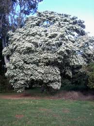 Image result for Craibia