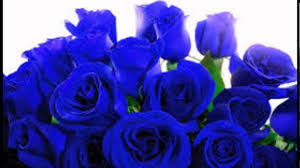 Gambar bunga mawar biru muda. Koleksi Gambar Bunga Mawar Biru Yang Paling Indah