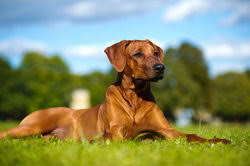 It is because of the combination of the two dog breed's characteristics and traits that breeding them with each other has become popular and more common, not only in the. Ridgeback Mischlinge Wissenswertes Zu Haltung Und Umgang