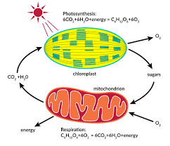 If you are searching for information on the formula of cellular respiration equation, the following biologywise article will prove to be useful. Test Review Photosynthesis And Cellular Respiration Quiz Quizizz