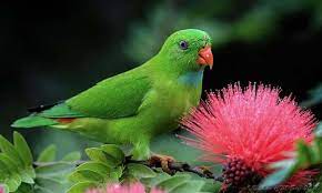 Maybe you would like to learn more about one of these? Daftar Harga Burung Serindit Terbaru September 2020 Terlengkap