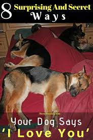 8 Surprising And Secret Ways Your Dog Says I Love You Funny Animal Memes German Shepherd Dogs Dogs