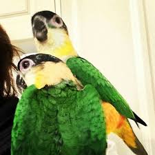 Caiques Hand Raised Babies Available Now They Are Very Cuddly Loving Playful Characters Who Make Great Companions Pet Birds Pets Cuddly