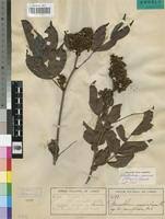 Image result for Gilbertiodendron