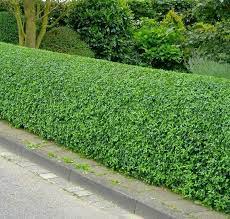 Ligustrum sinense 'sunshine' is a hardy, evergreen planting with bright yellow foliage. 100 Wild Privet Hedging Ligustrum Plants Hedge 25 35cm Quick Growing Evergreen Ebay