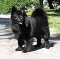 Black Samoyed Puppies for Sale - DogsNow