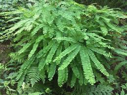 Image result for Adiantaceae