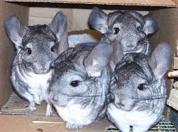 Chinchilla in degus & chinchillas for sale. Chinchilla Rescue Forever Feisty Chinchilla Rescue Homeless Crisis