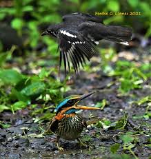 Image result for Lecaniodiscus fraxinifolius