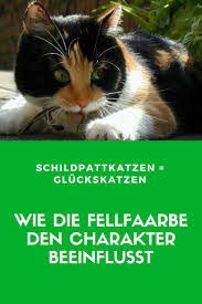 Pin Auf Katzenwissen Gruppenboard