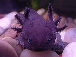 Axolotl Melanoid Melanoids Look Very Similar To Dark Wild Types However This Axolotl Has An Increased Amount Of M Axolotl Aquatic Animals Sea Creatures