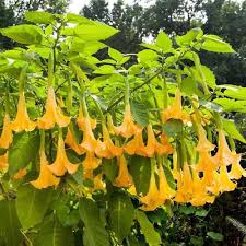 Blooming from midsummer to fall, the profuse blossoms actively open and close depending on the time of day. Brugmansia Yellow Angel S Trumpet Tree Buy Plants Online Pakistan Online Nursery