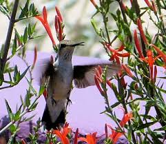 Image result for Anisacanthus