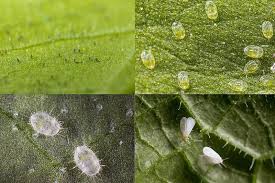 Image result for whitefly in cucumber