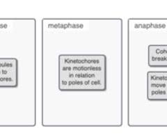 Biology 123 Chapter 12 (Mastering) Flashcards Quizlet
