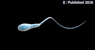 Are you a fairy, mermaid, princess, witch, vampire, or pirate? The Dawning Of Sperm Awareness The New York Times