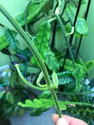 Image result for Streptocarpus aff. michelmorei