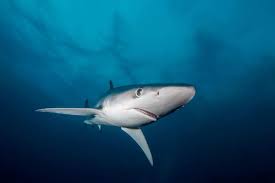 Toutes les infos et recommandations sur argeles 56 avenue tech. Un Requin De 2 50 M S Echoue Sur Une Plage D Argeles Sur Mer Toulouse Infos
