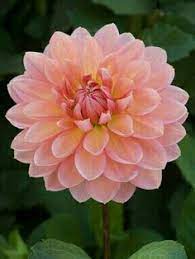 Facebook gives people the power to share and makes the world more open and connected. 240 Ide Bunga Dahlia Bunga Dahlia Dahlia Bunga