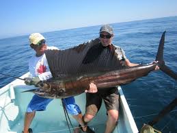 Image result for the sailfish
