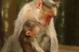 Photo About Macaque Monkeys Of India In Tamil Nadu Kutralam Found Near Waterfalls And In All Other Public Places Image Of Fores Macaque Monkey Macaque Monkey