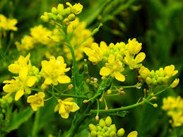 Image result for Rorippa