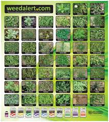 Weed Alert View Detailed Color Photos Of Over 100 Weeds