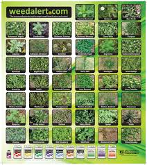 weed alert view detailed color photos of over 100 weeds