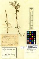 Image result for Rorippa madagascariensis