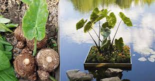 We did not find results for: How To Plant Elephant Ear Bulbs At Home Balcony Garden Web