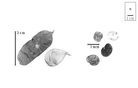 Image result for Ptycholobium contortum