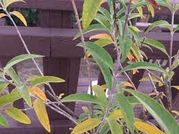 We did not find results for: Butterfly Bush Yellow Brown Leaves