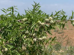 Faune Flore L Amandier Amandier Flore Jardinage