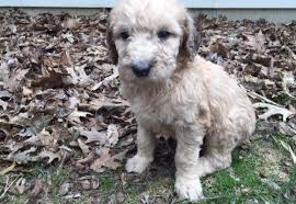 Labradoodle Puppy For Sale Adoption Rescue For Sale In Archbold Ohio Classified Americanlisted Com